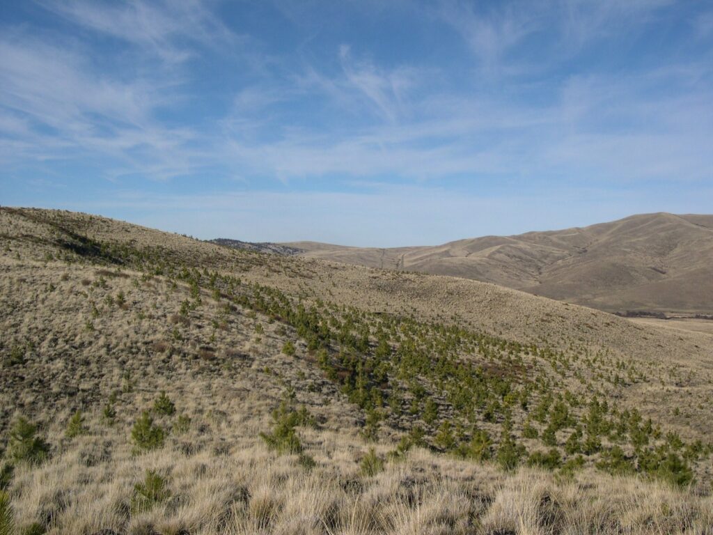 Pine trees growing on the area of the Patagonia Verde reforestation project.