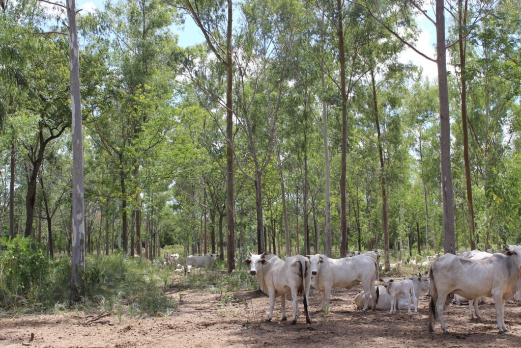 Reforestation in combination with extensive cattle farming in the area of the Rio Aquidaban climate forest project.