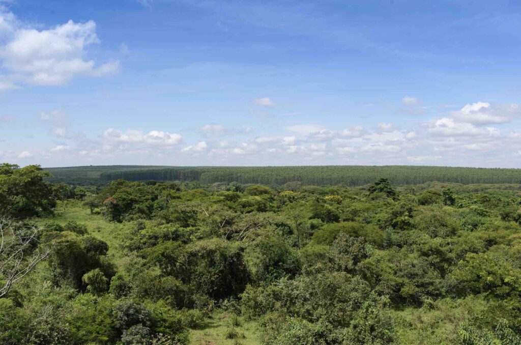 Bird's eye view of the area of the Kikonda Forest Reserve shows the dense tree canopy.